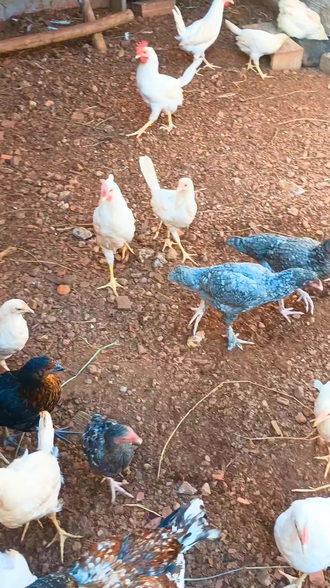 @🐔CRIAT&Oacute;RIO MZ🐓