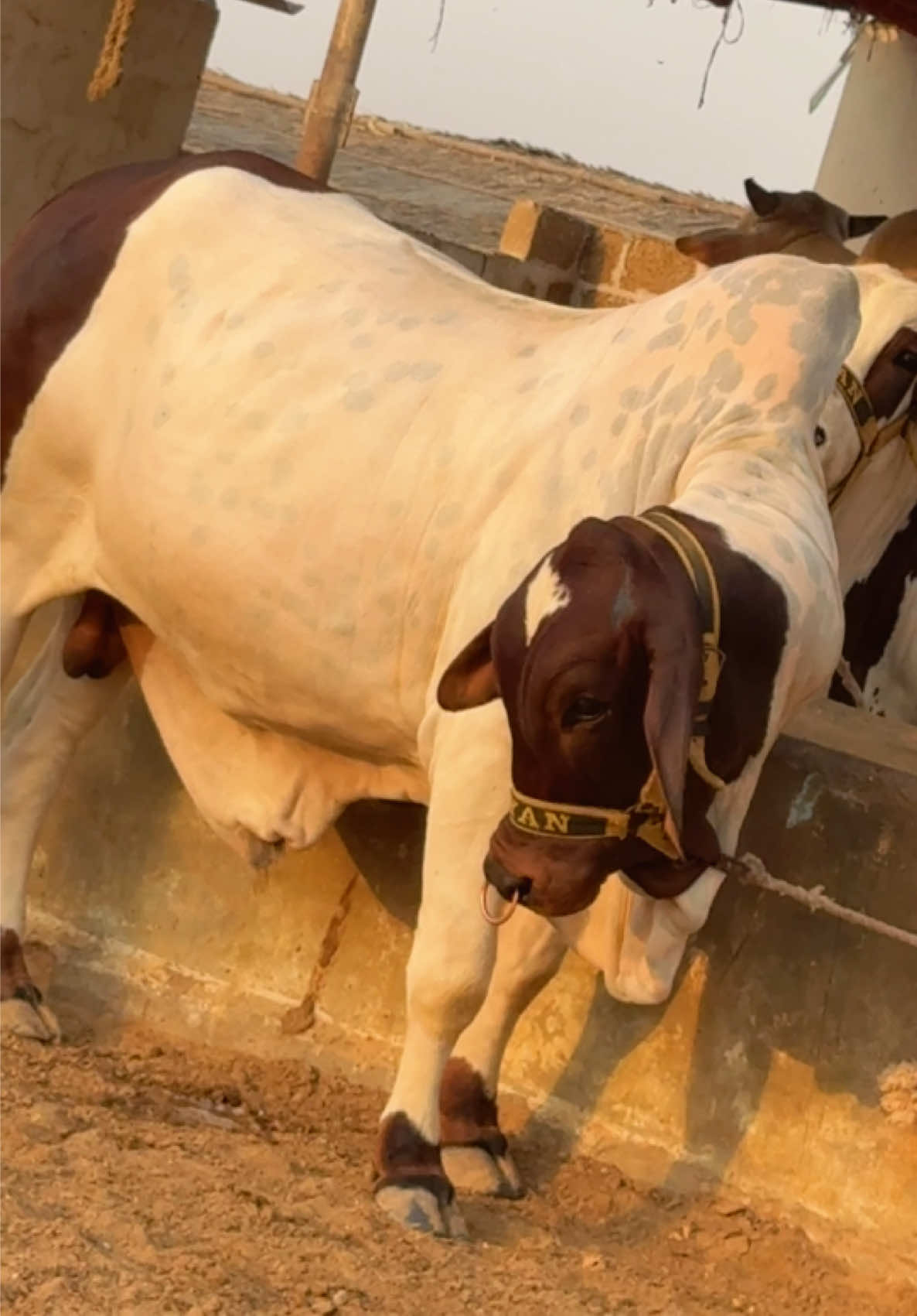 @Karachi Bull lovers