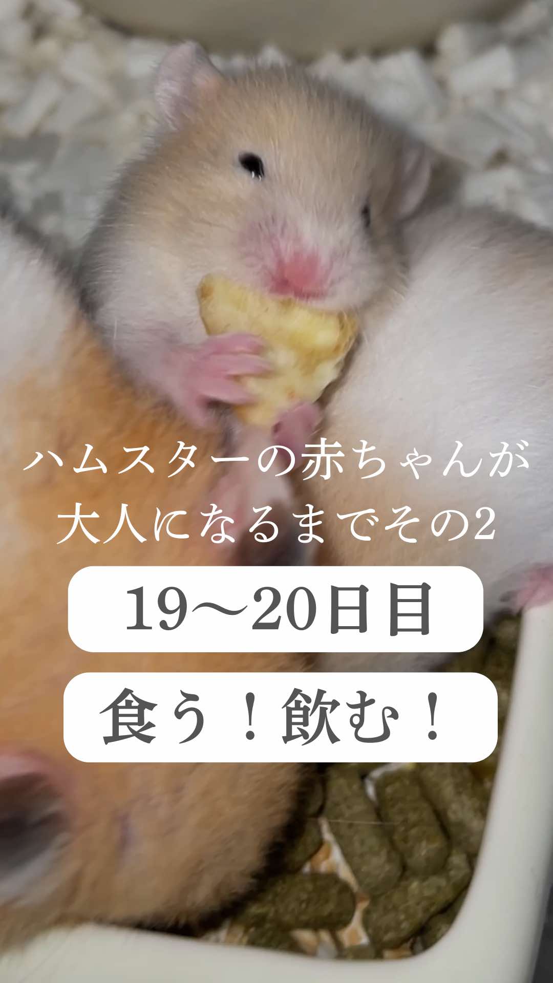 @はむはむパーク