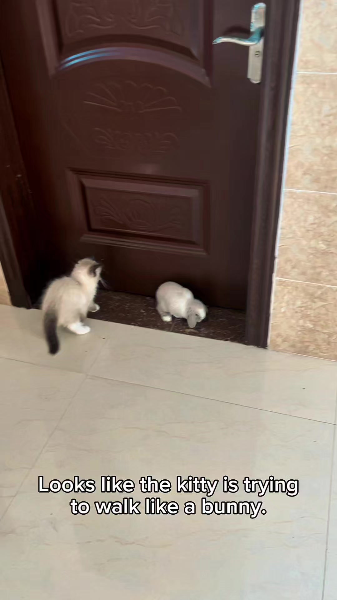 @Cat Lovers Club
