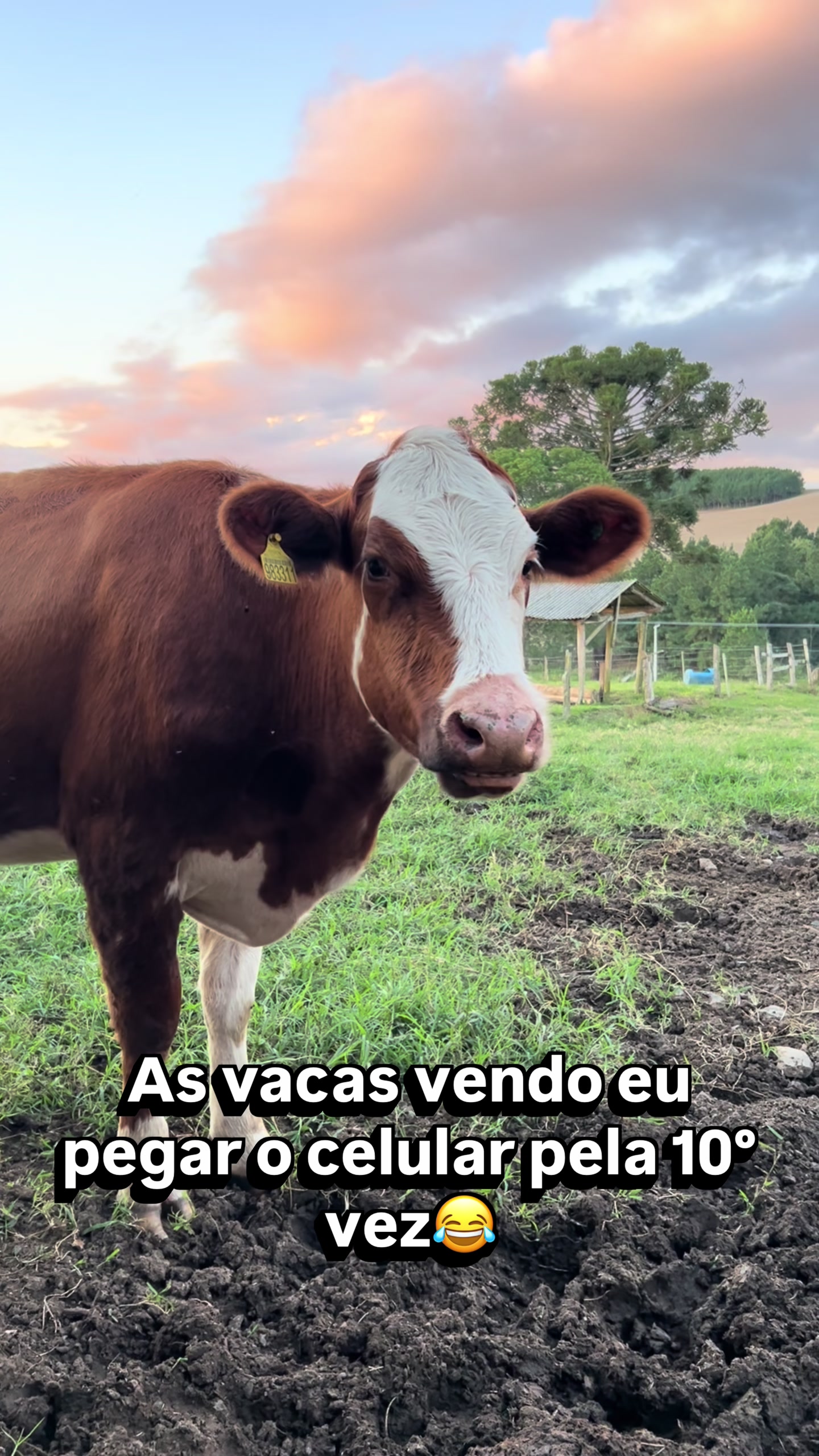 @Val&eacute;ria | Rotina | Queijos🧀🐄