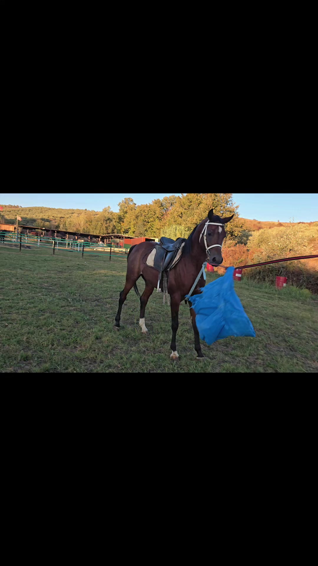 @Horse Training Center Albania