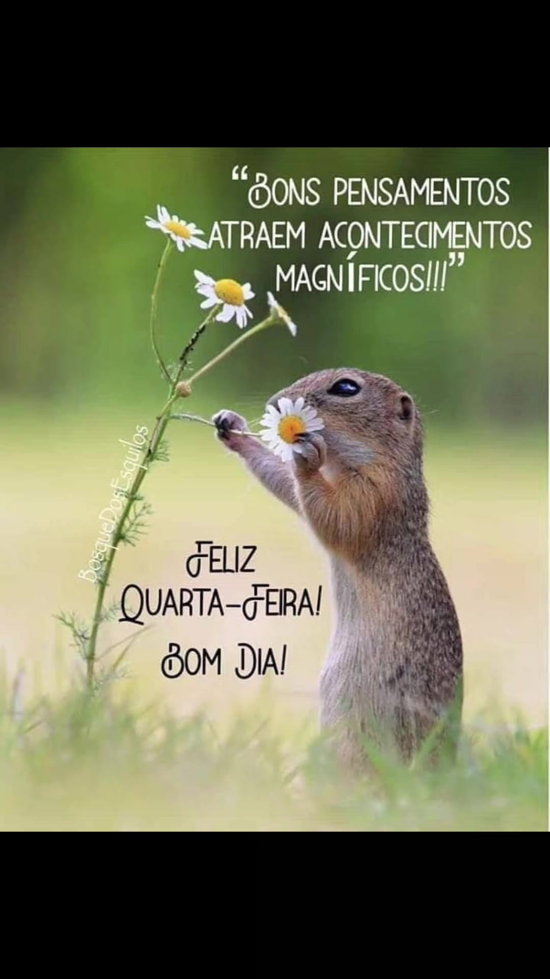 @Opoetabeijaflor