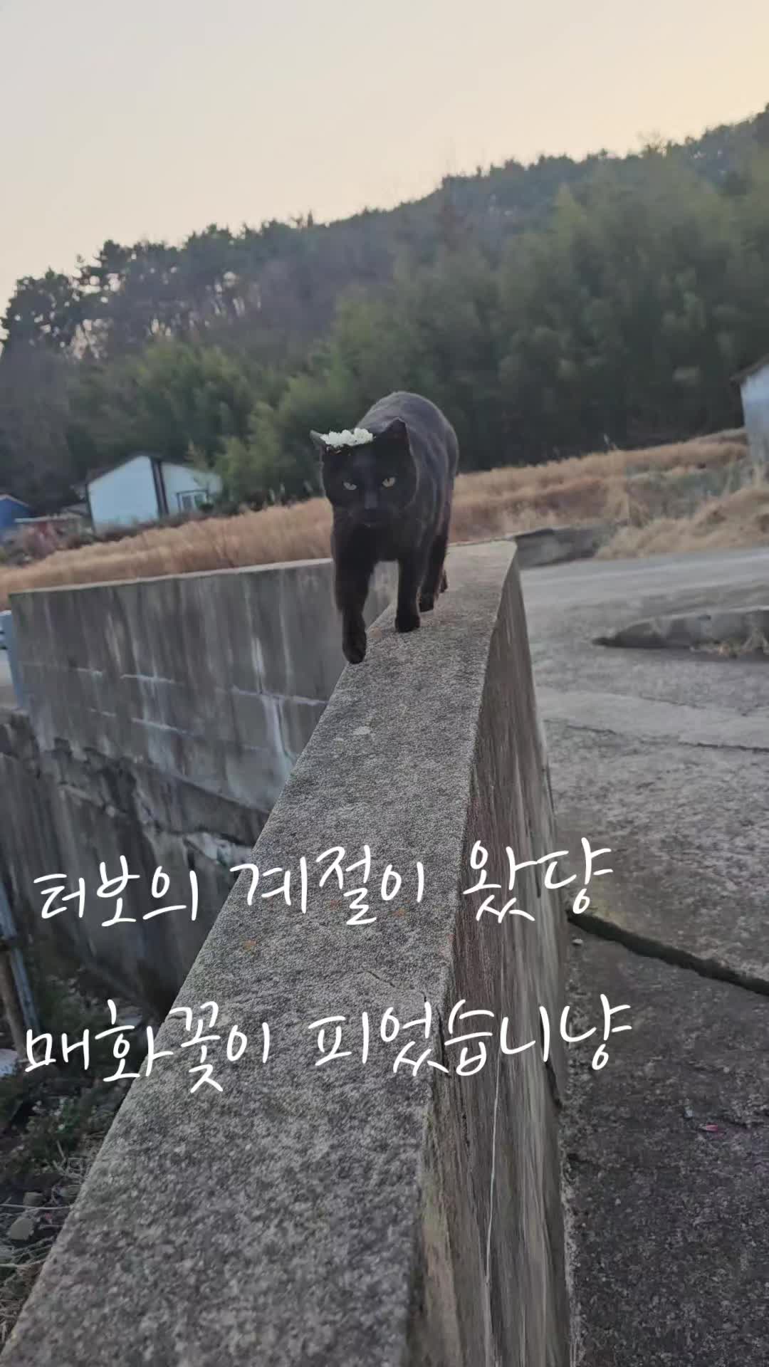 @검은고양이 터보