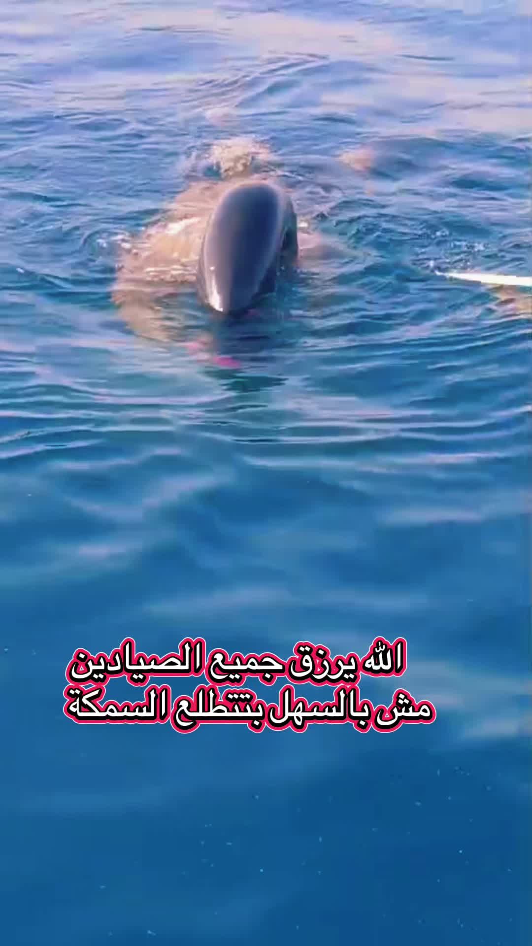 @مطعم ومسمكة الريس الصرفند