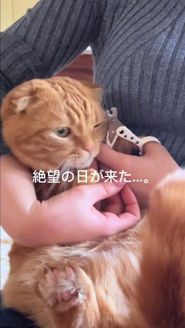 @あにまるファミリー/6猫2フェレット