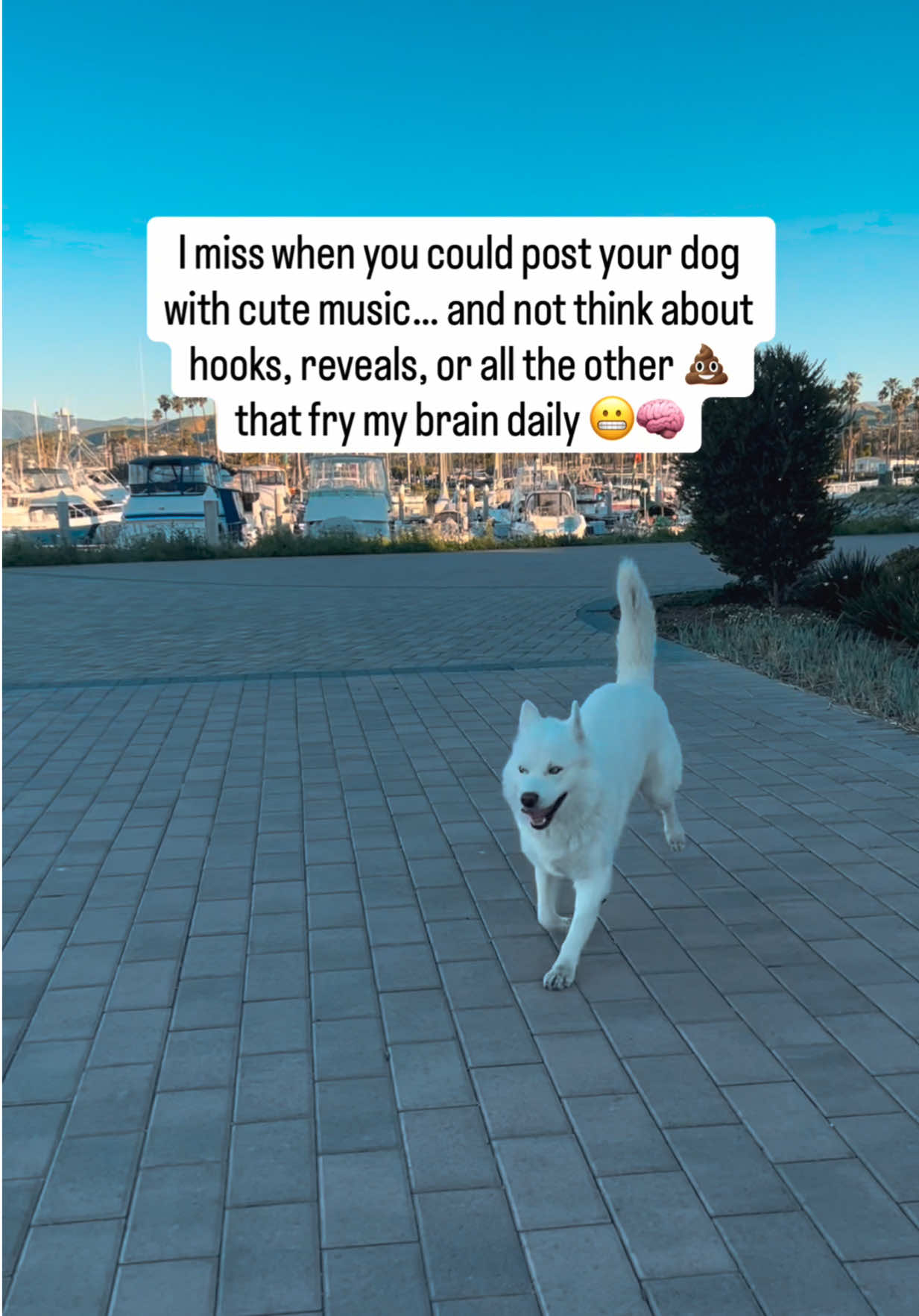 @Fenix ‘Happy Dog’ Lumiere