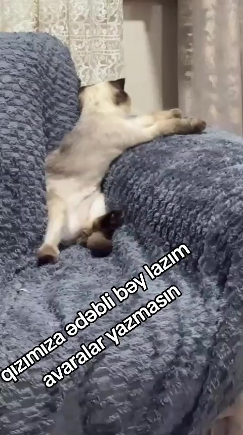 @Eli Ebelfezli