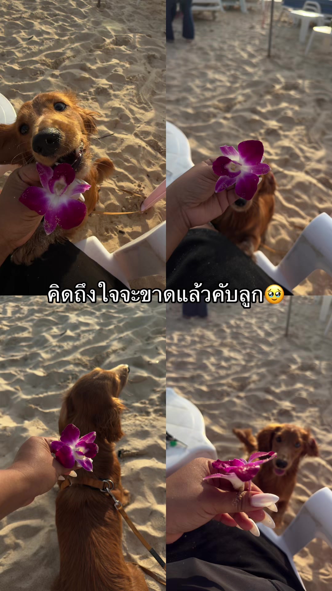 @Aommickey