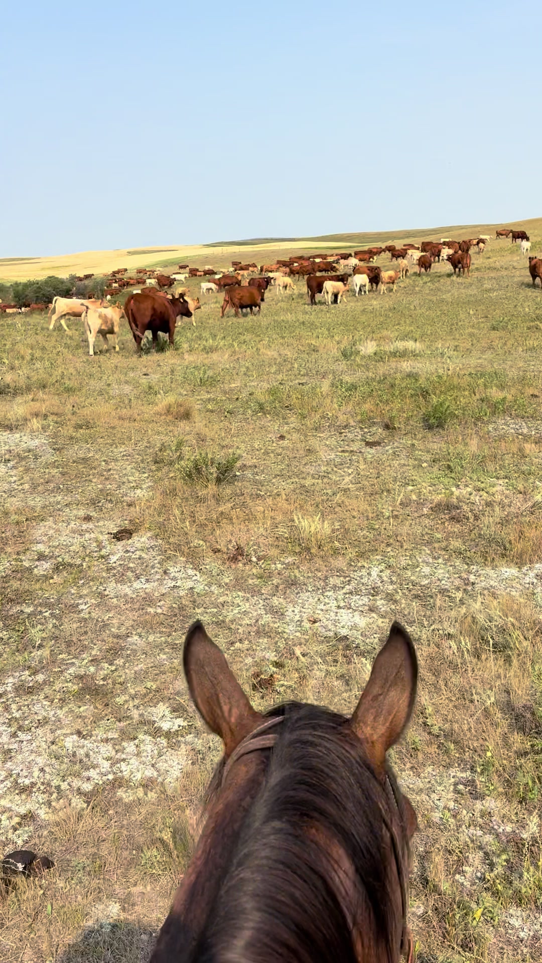 @Ducestockdogs&QuarterHorses