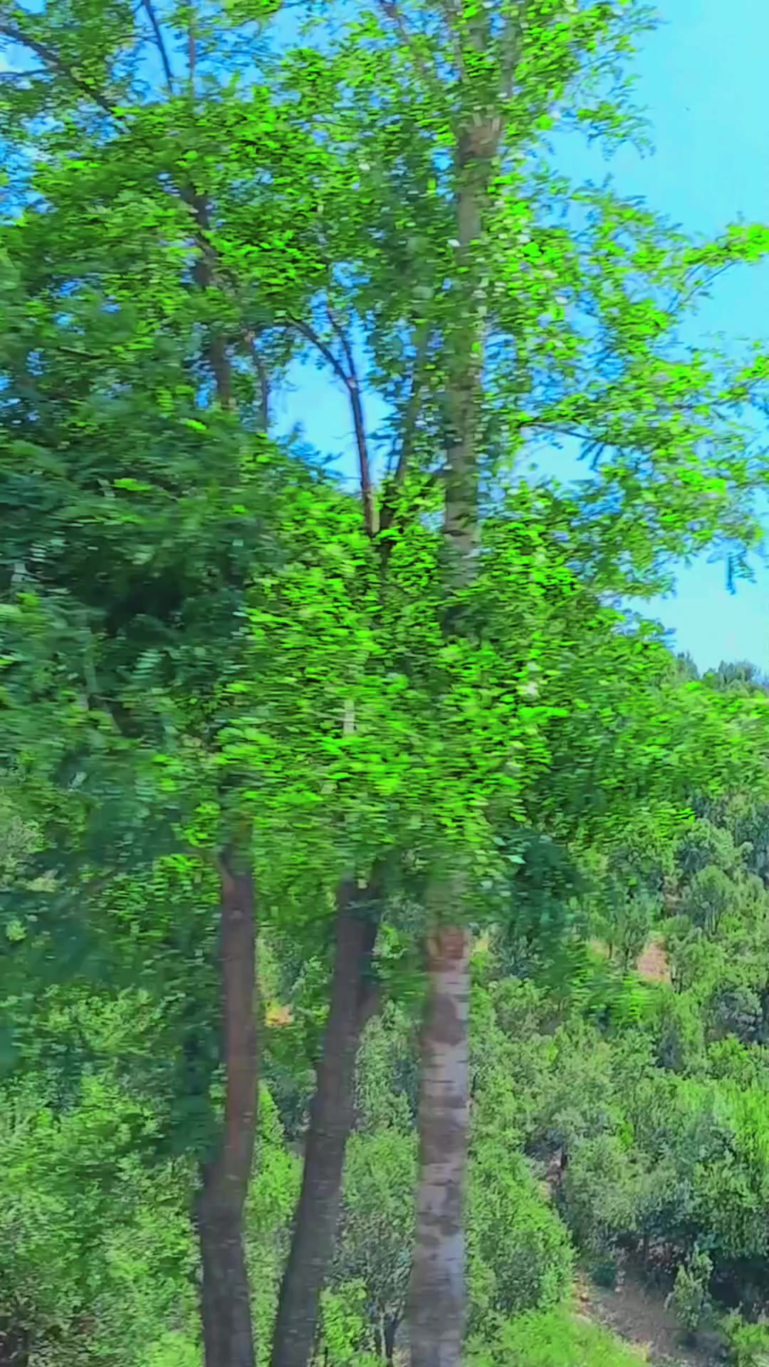 @ミ★𝘊𝘏𝘈𝘔𝘒𝘈𝘕𝘐 𝘒𝘐𝘕𝘎 ★彡