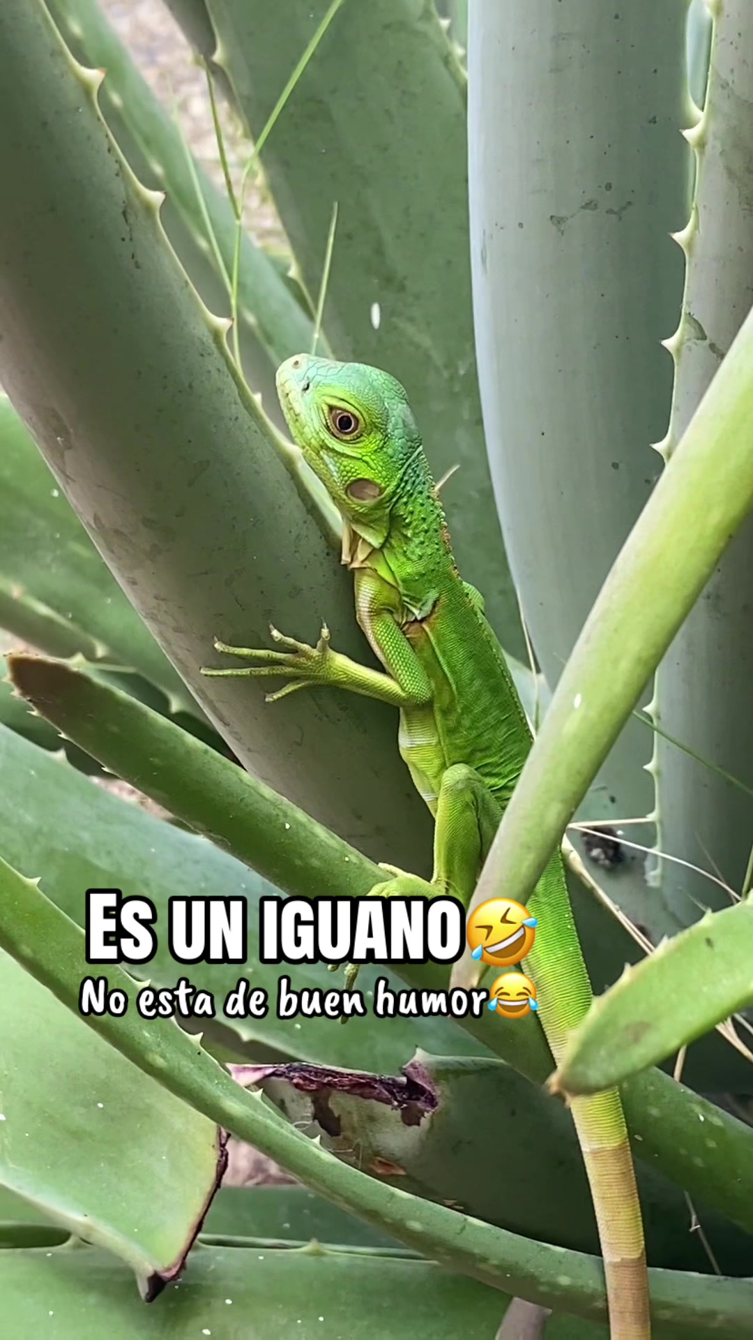 @Yesenia Sampayo