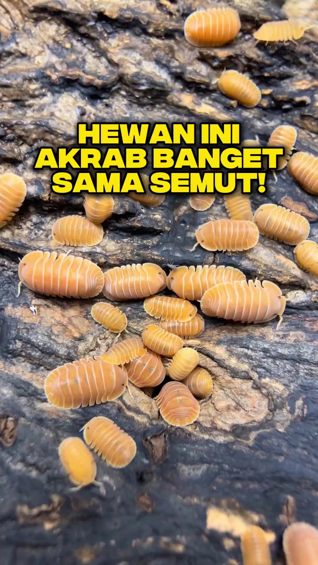 @Ardian Galih 🐜