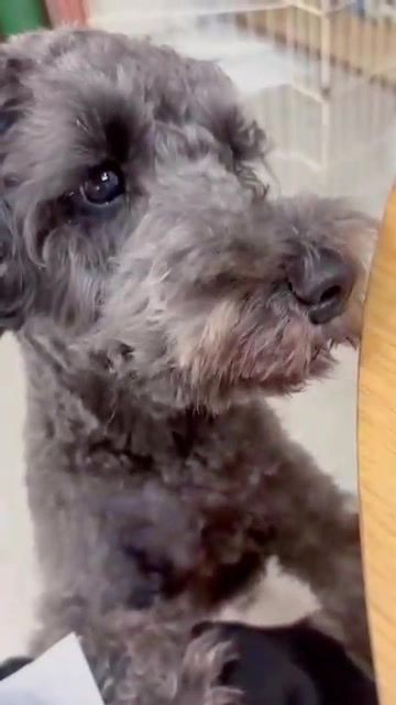 @petsalon_connect
