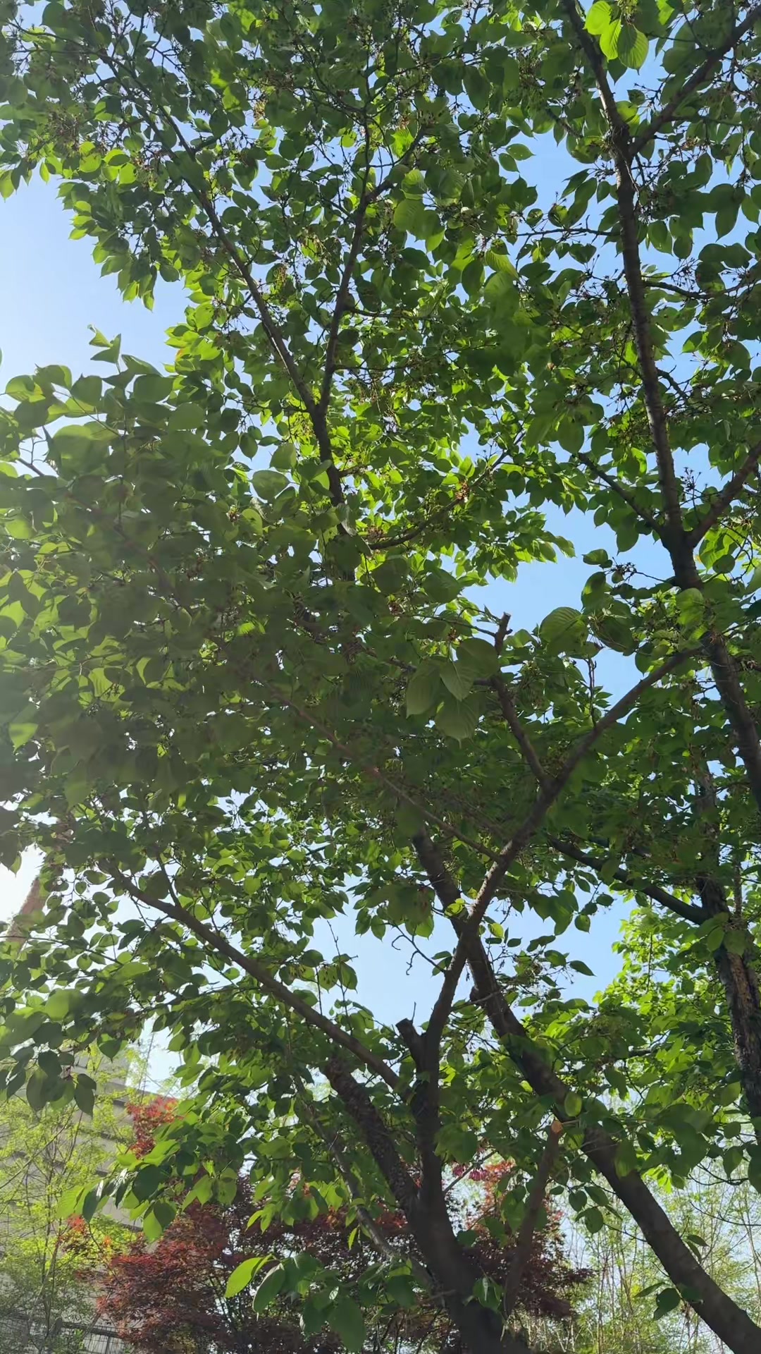 @so0xin_