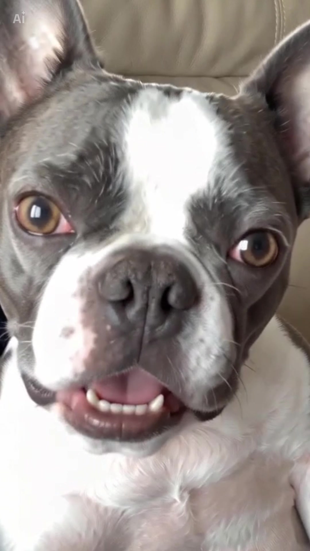 @Hugo_the_Frenchton