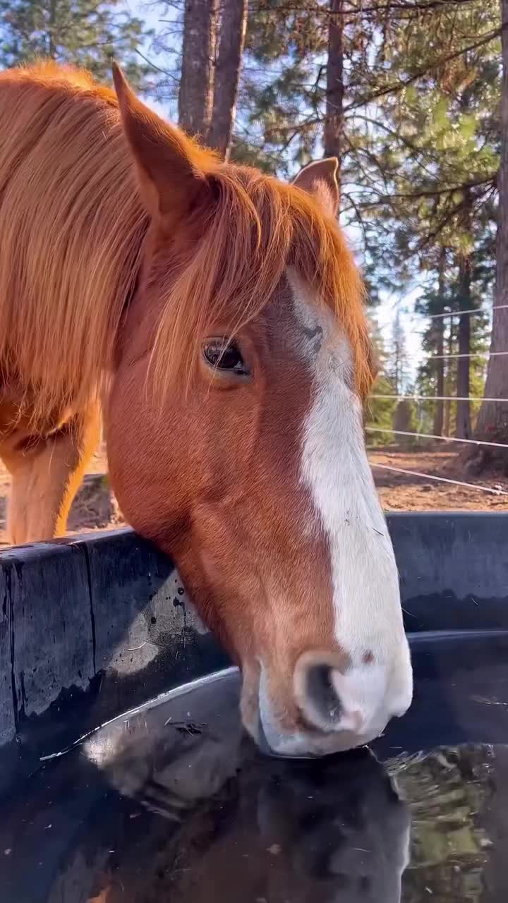 @ThunderGallops