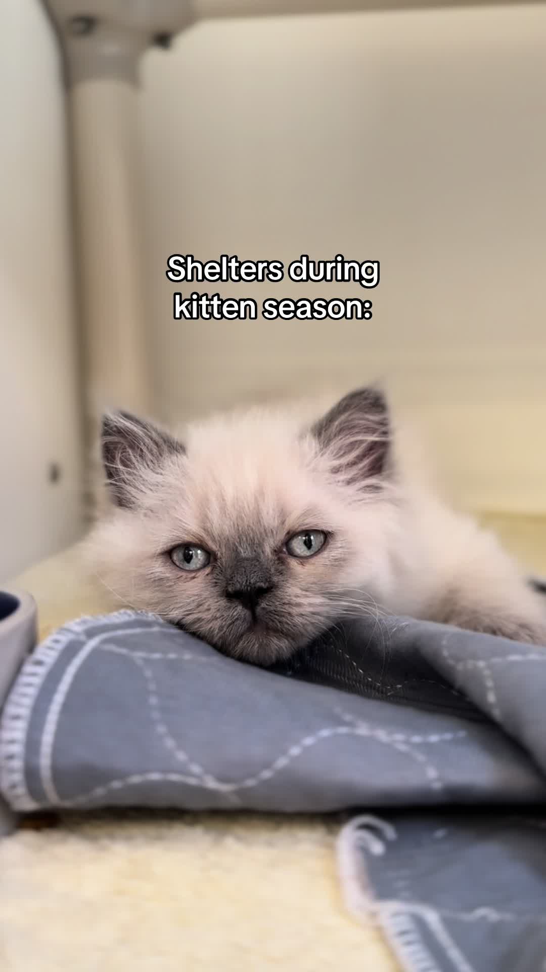 @San Diego Humane Society