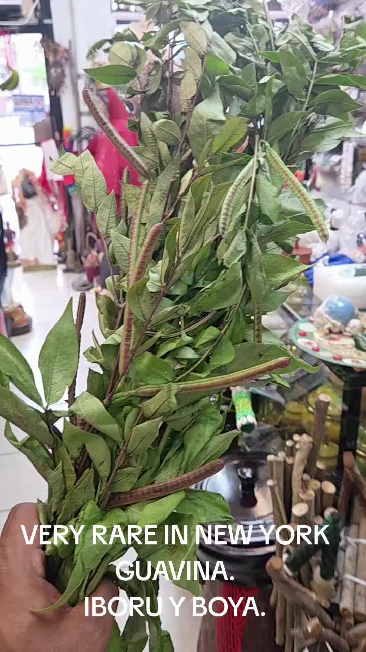 @House of Radiation Botanica