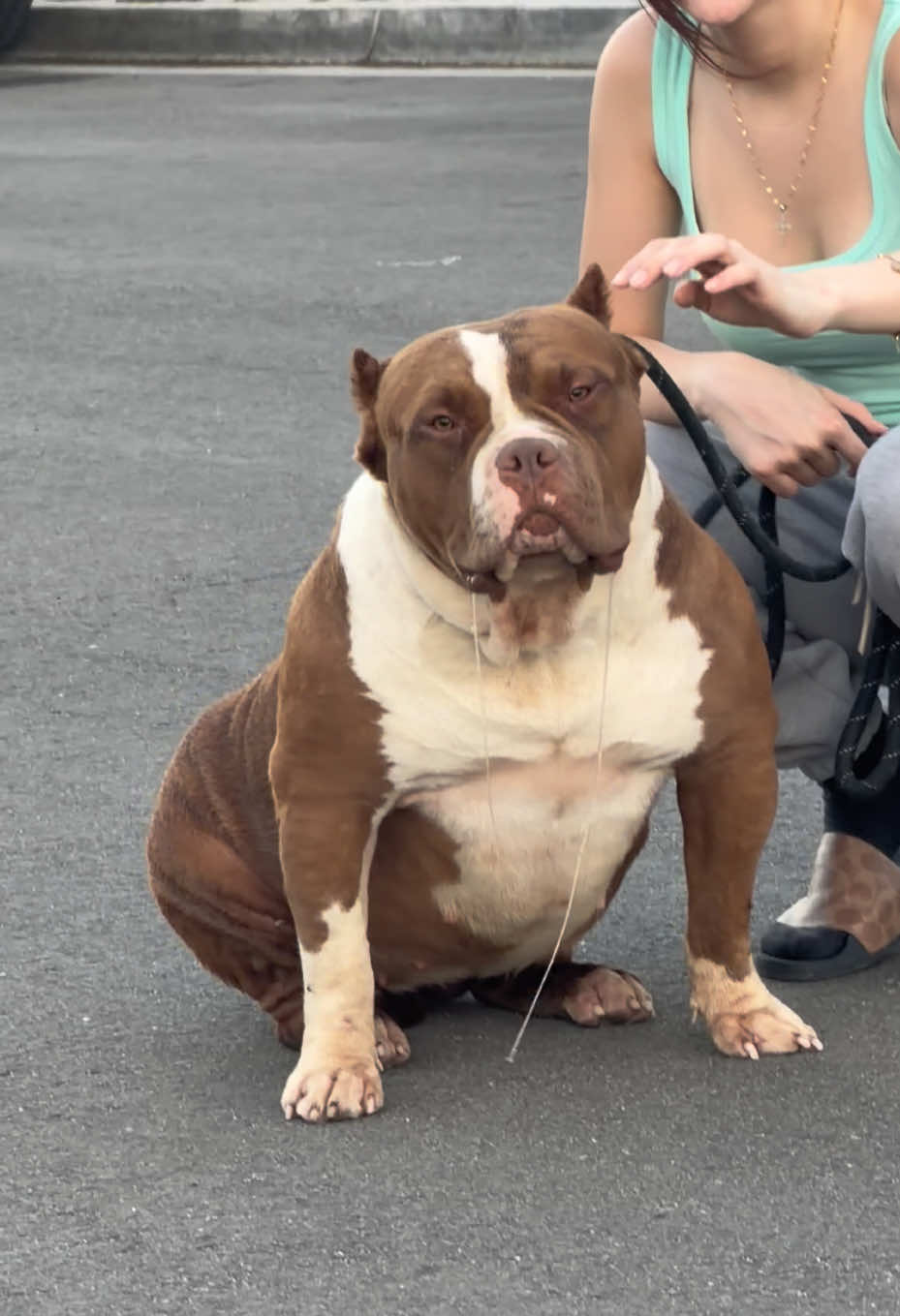 @@Dublinekennels
