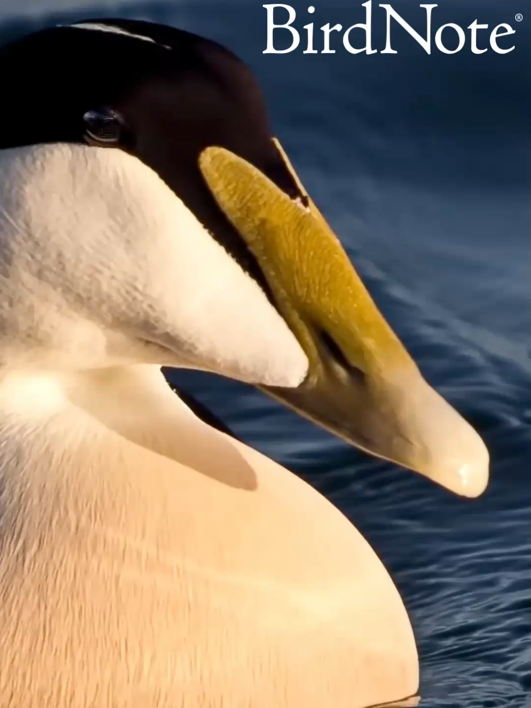 @BirdNote