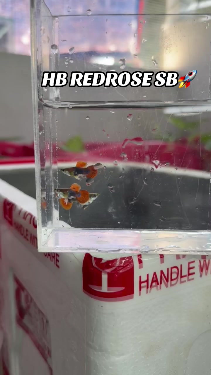 @RULL GUPPY??