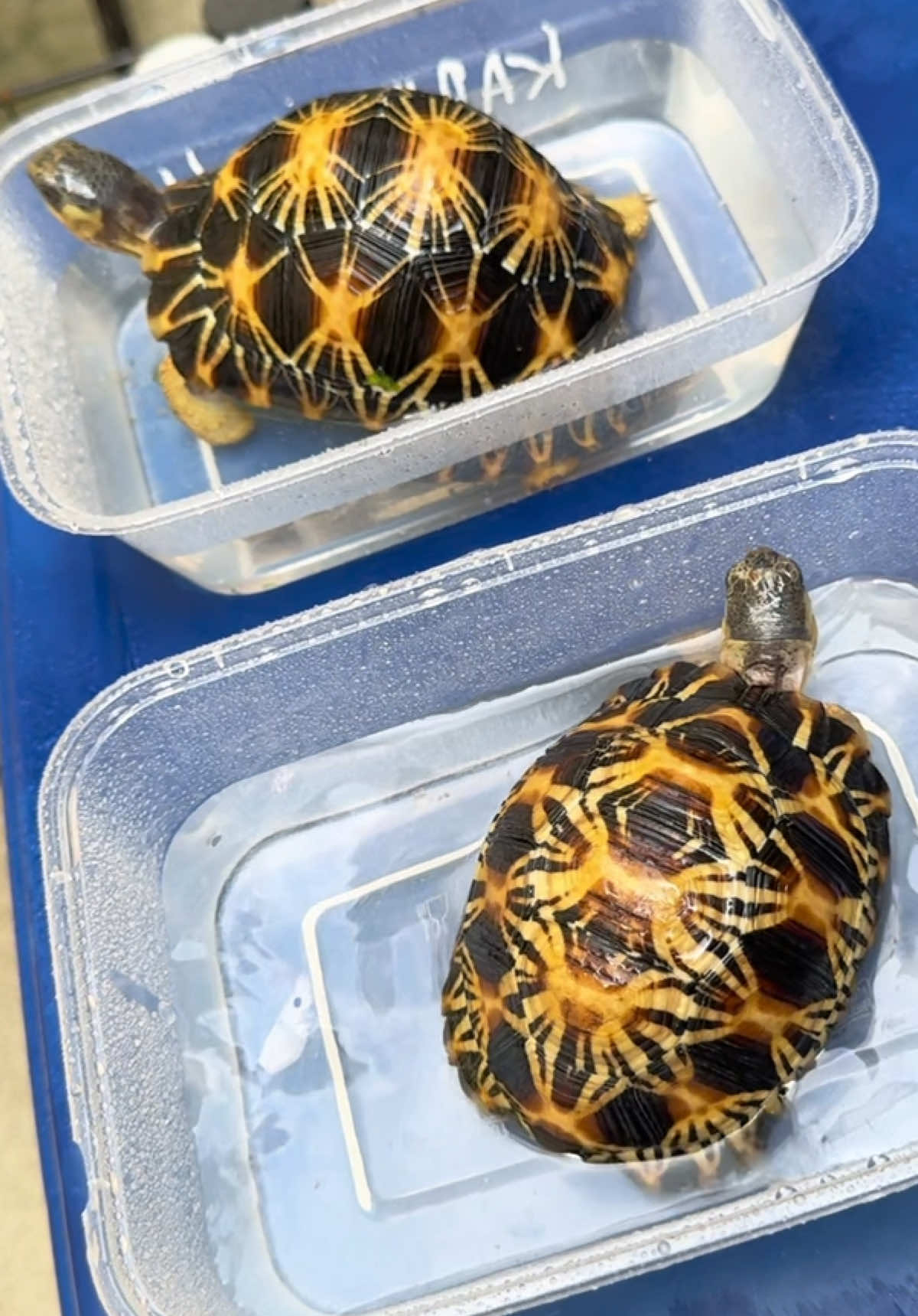 @Tortoisesworld