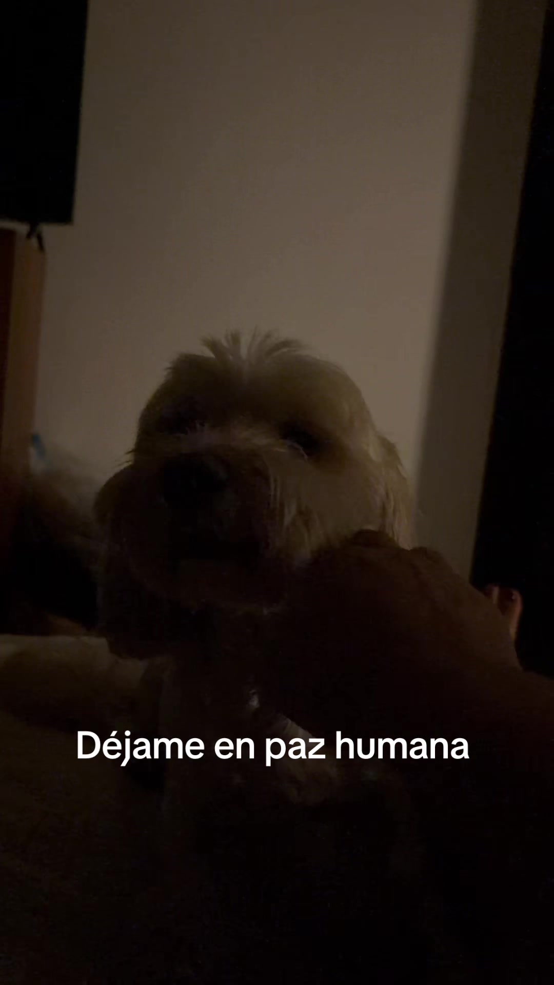 @Beyli