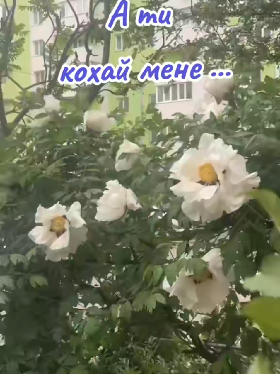 @Svitlana