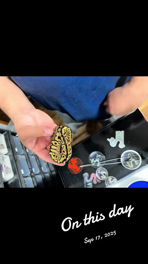 @Sallevallesnakes (jose)