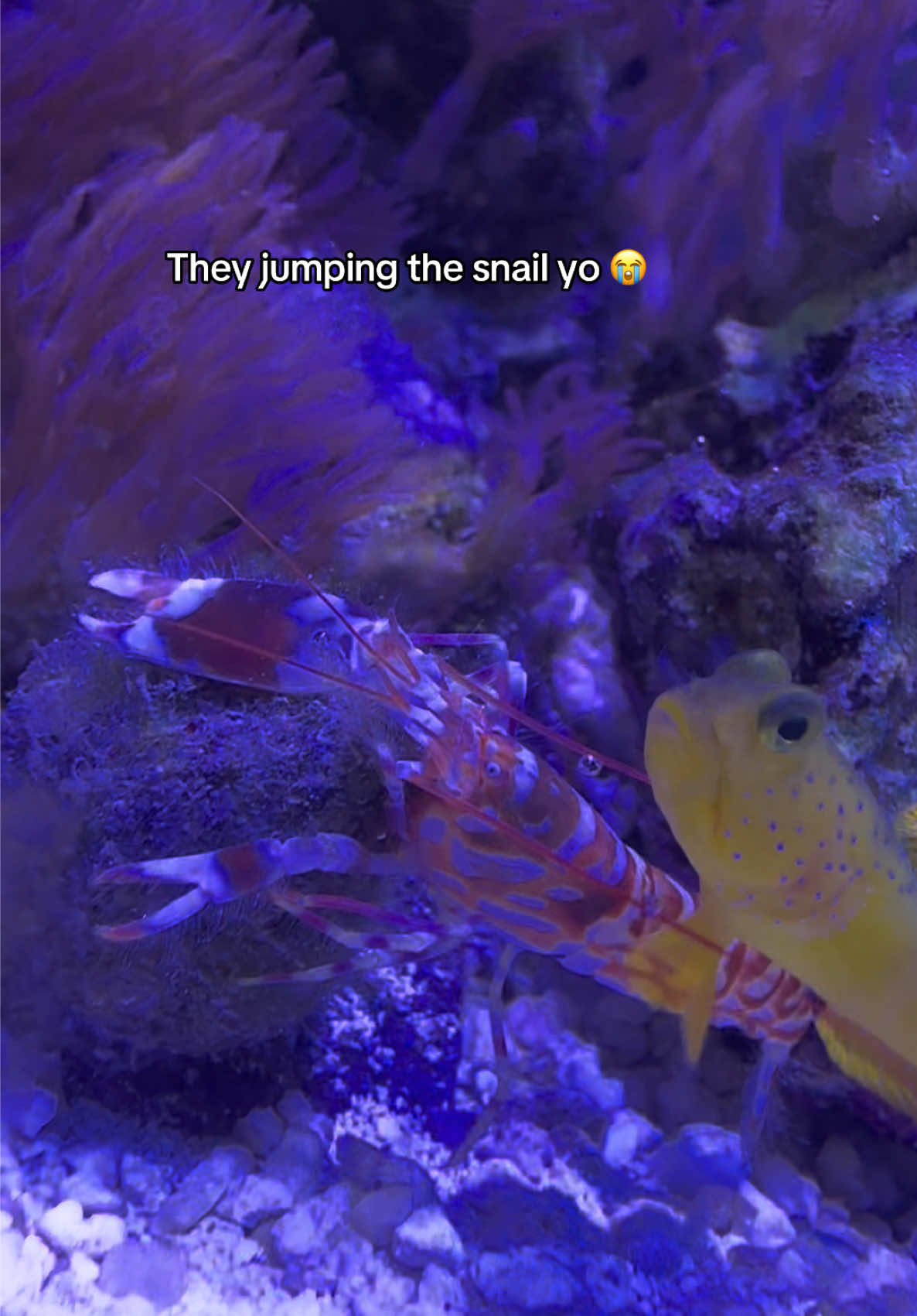 @ReefSync