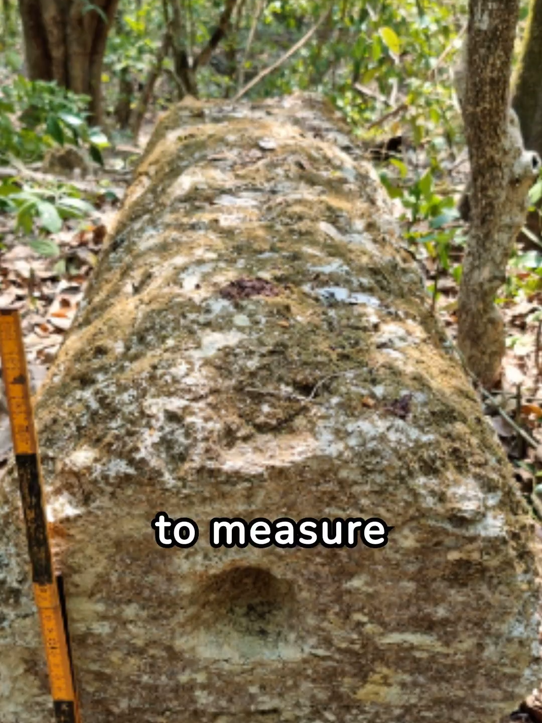 @archaeodiscoveries