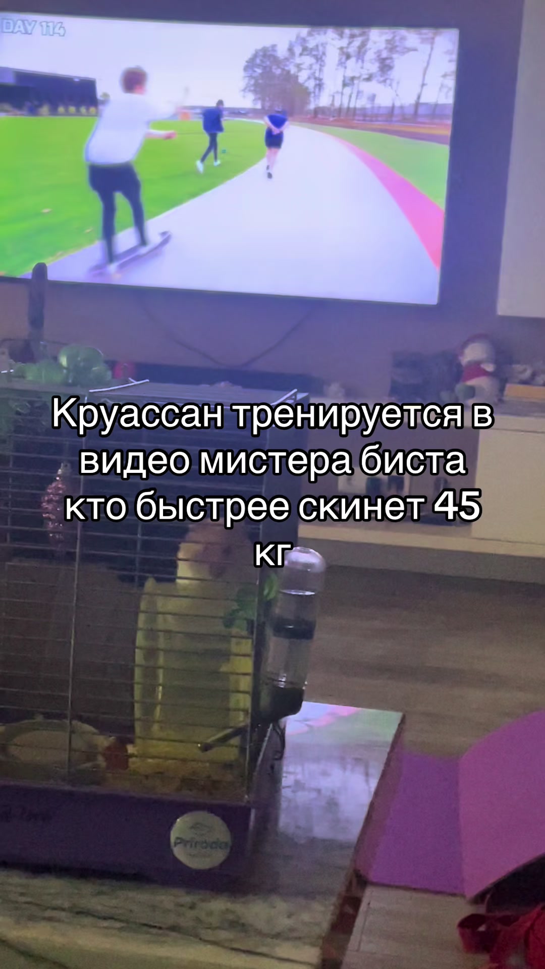 @Злая прокладка аяно