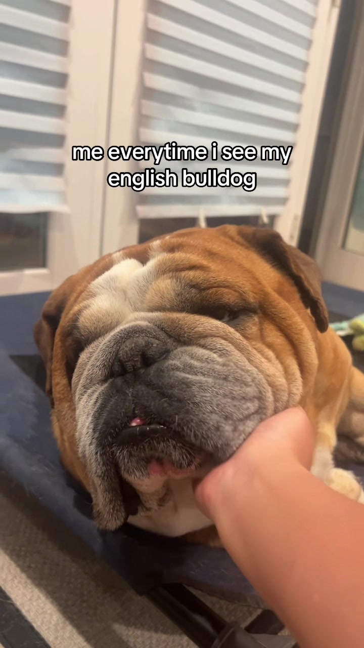 @Reggie the Bulldog