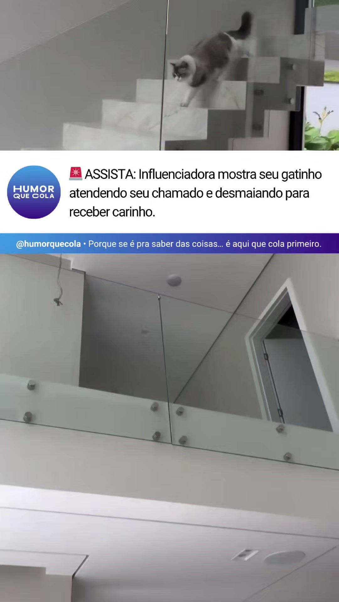 @Humor Que Cola