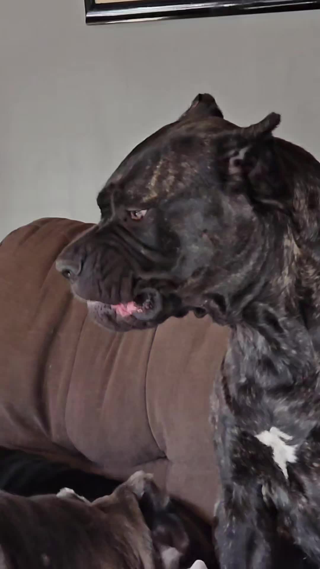 @SalmonCreekCaneCorso