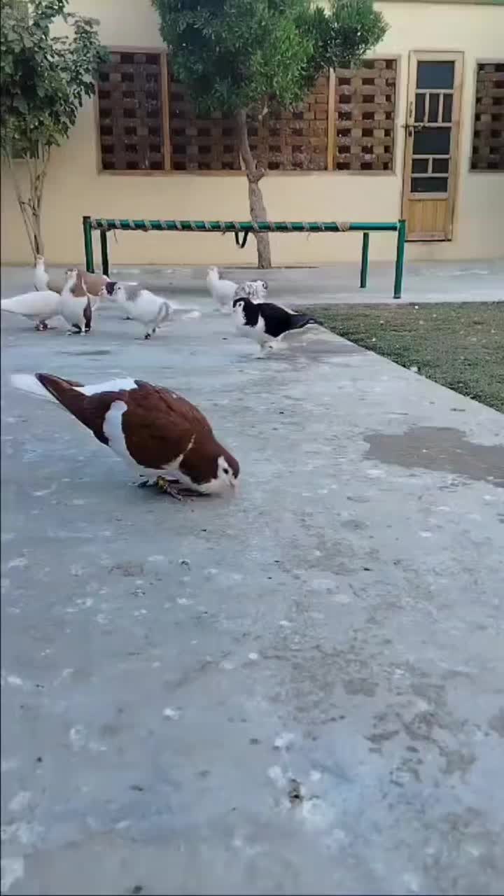 @waheedpegeonLoft