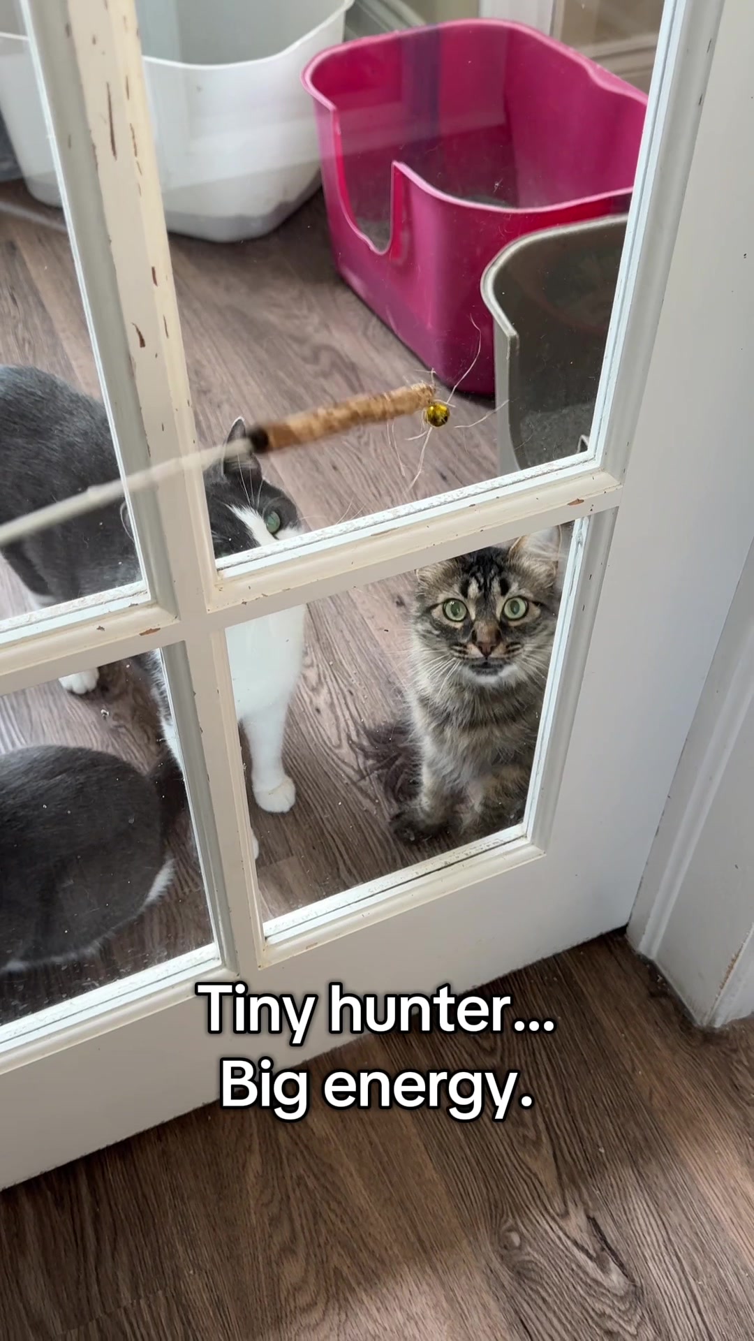 @North Toronto Cat Rescue