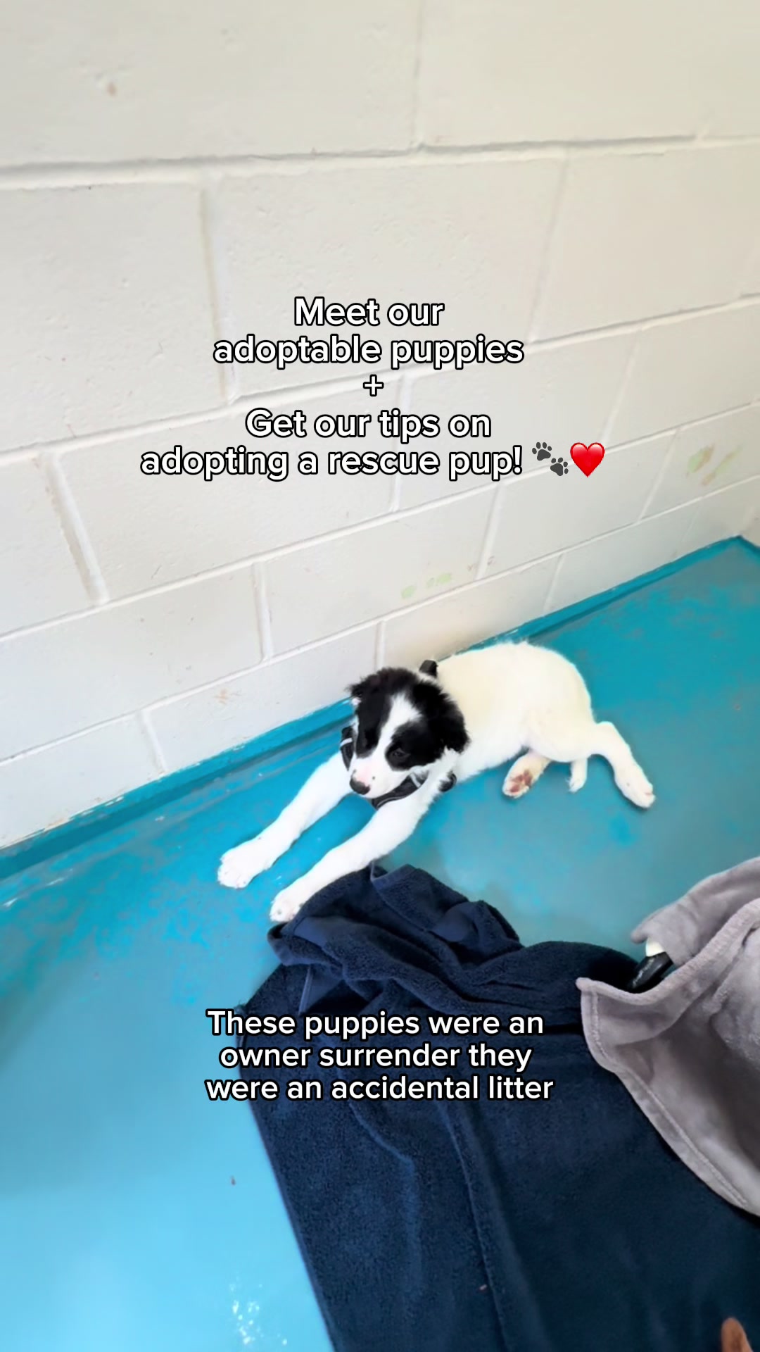 @BC SPCA
