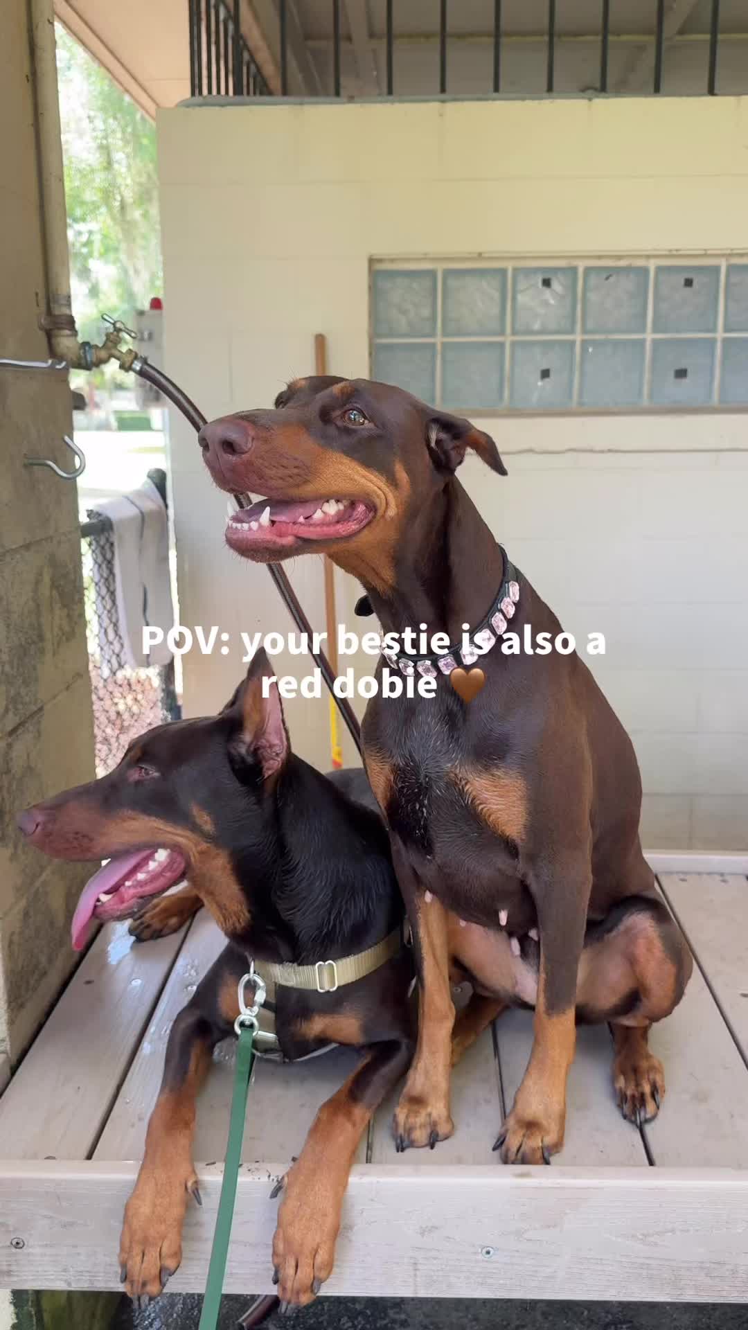 @Royce