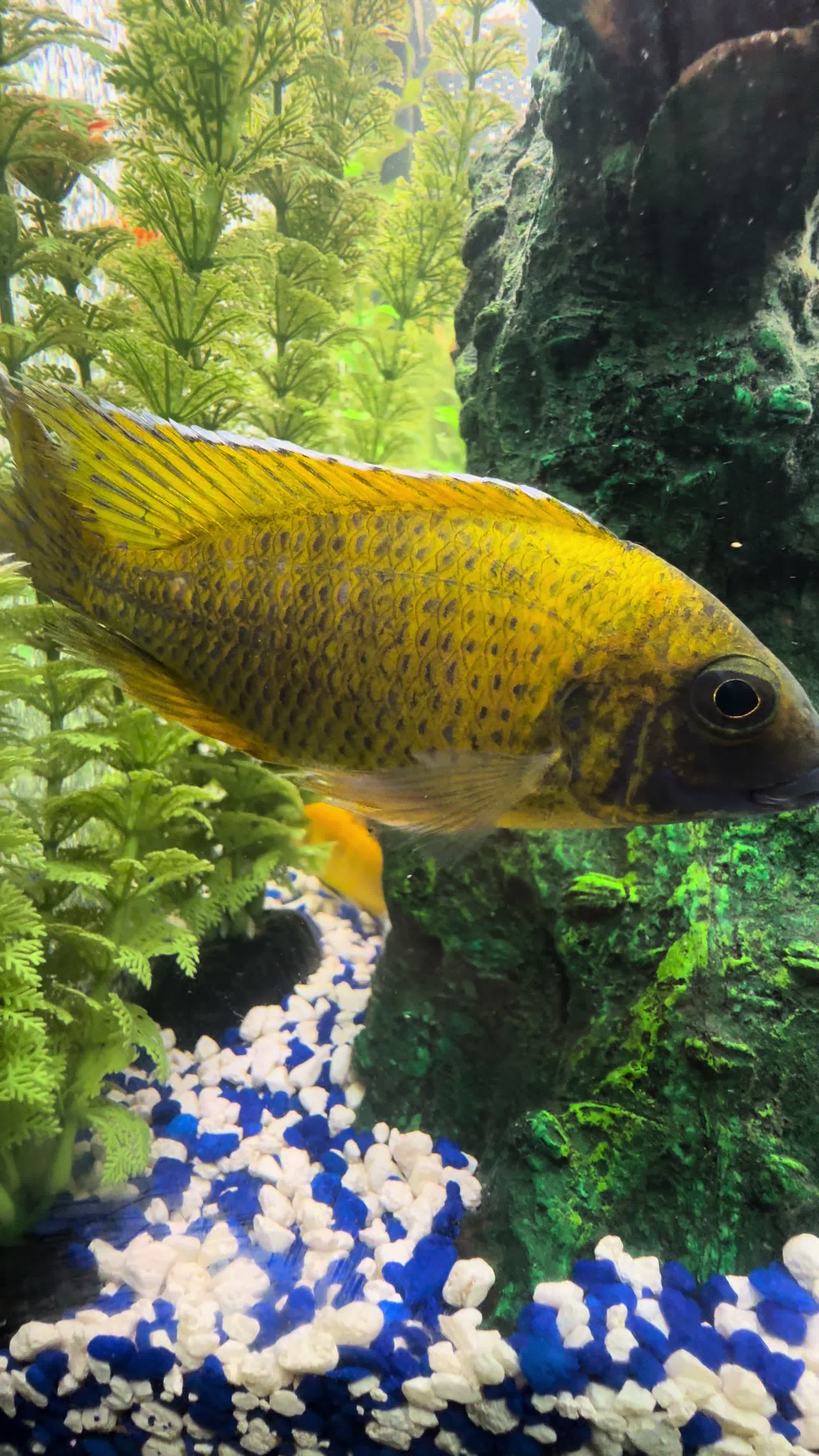 @Cichlid Chief
