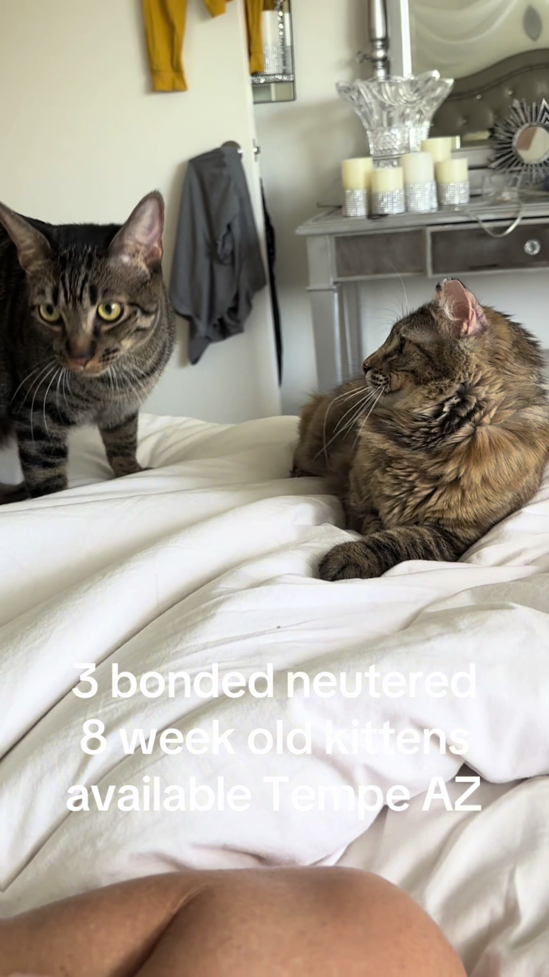 @purrrmeow