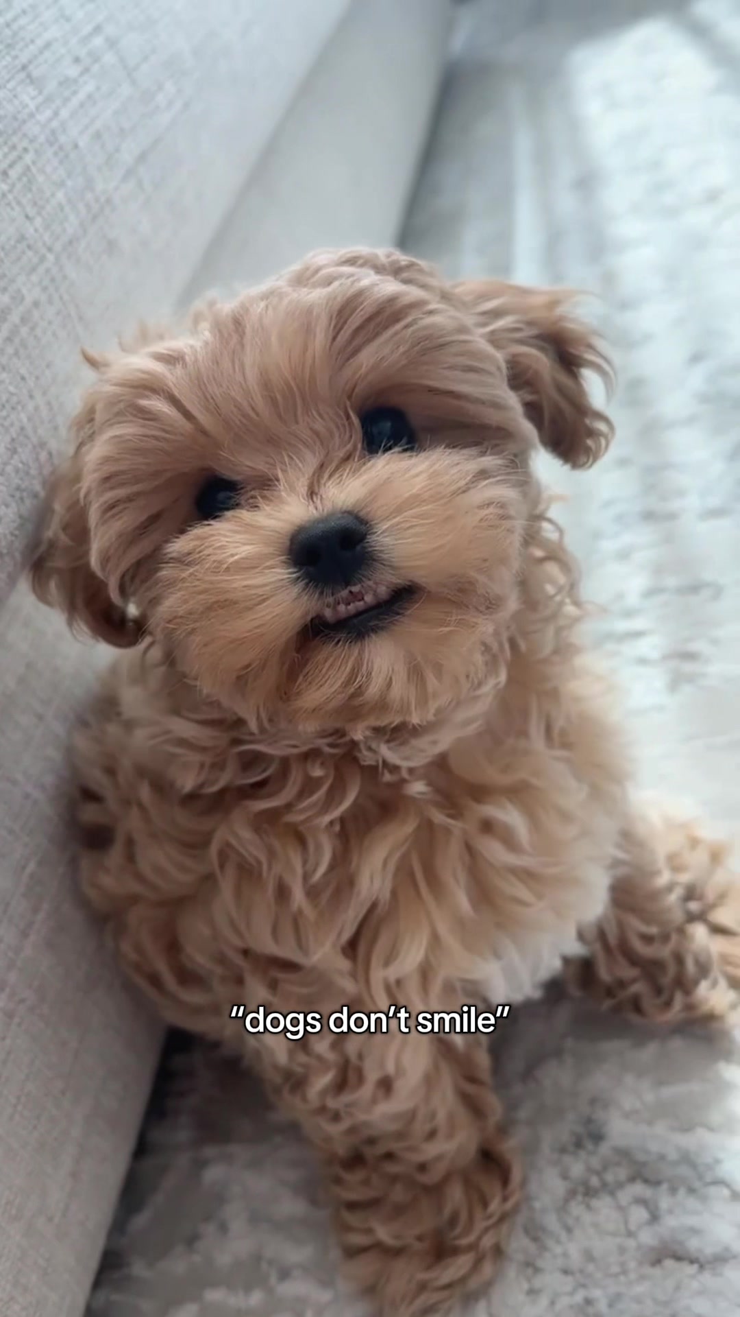 @Mochi the Maltipoo 🐻