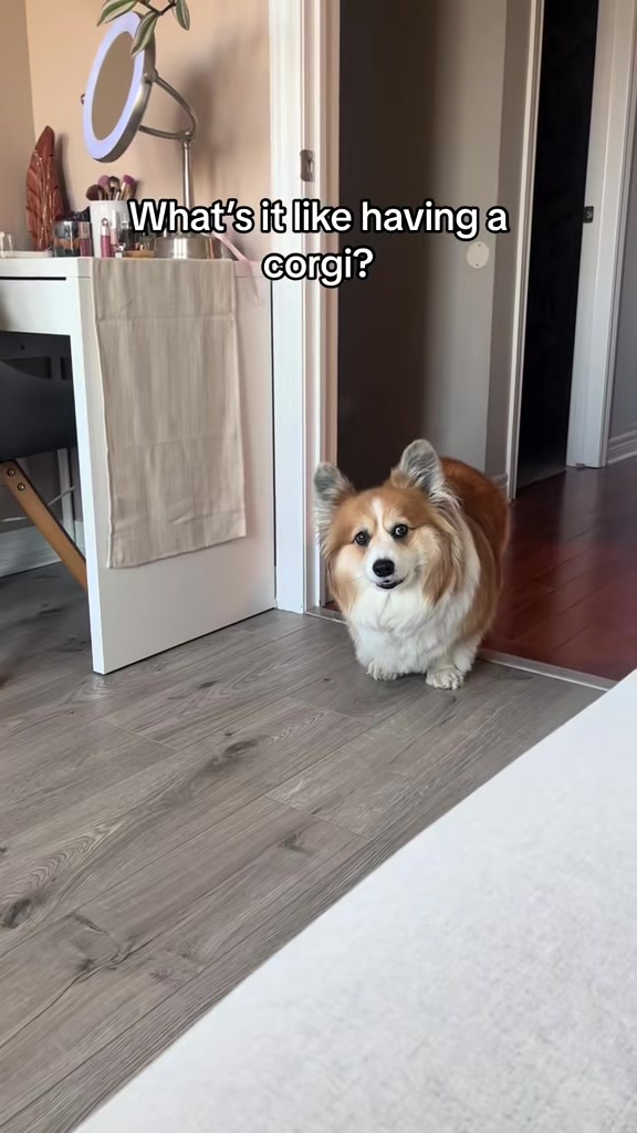 @hudsonthefluffycorgi