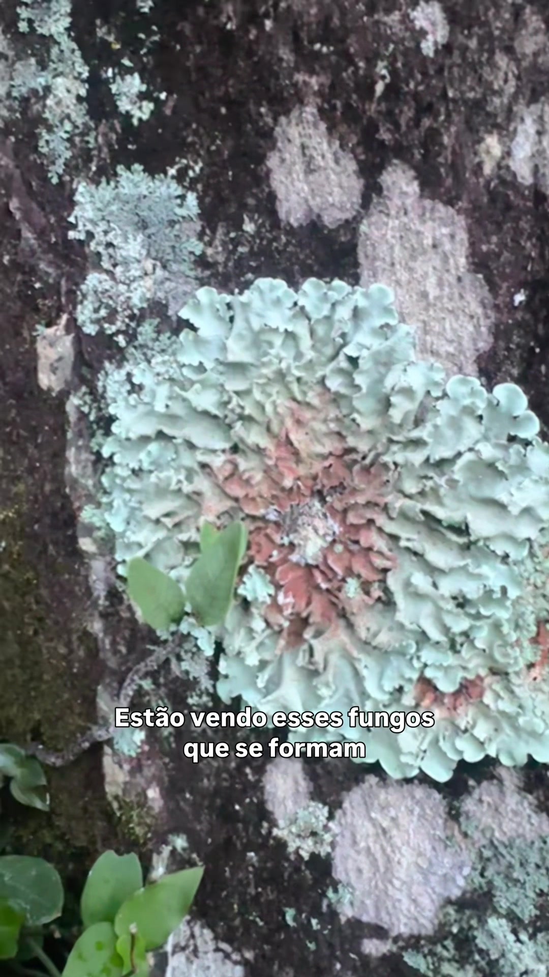 @Cafezal em Flor