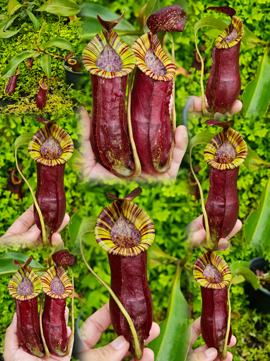 @GSp.Rayong Nepenthes