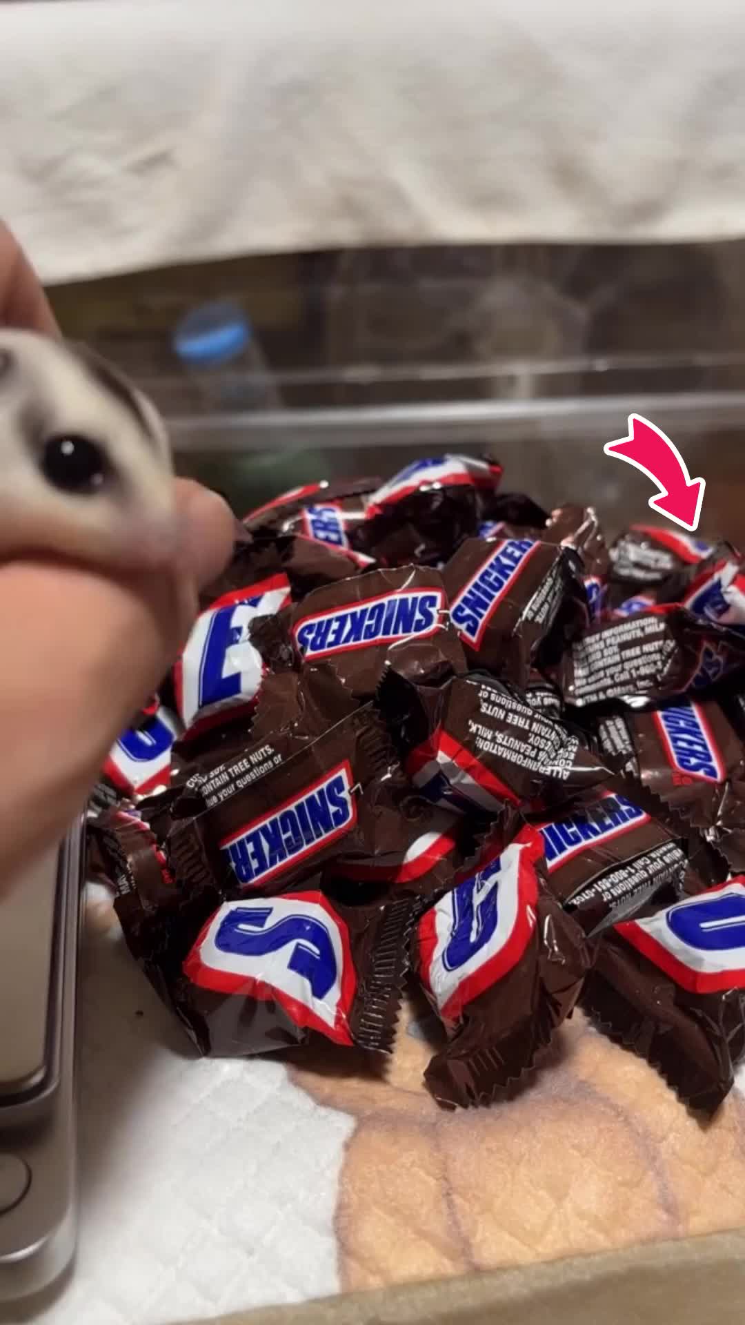 @ゆーゆ🐶🦔