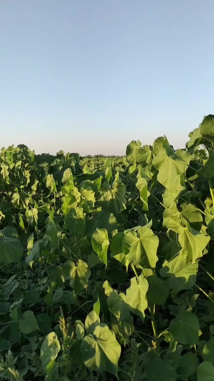 @idimo99🇰🇿🇰🇿