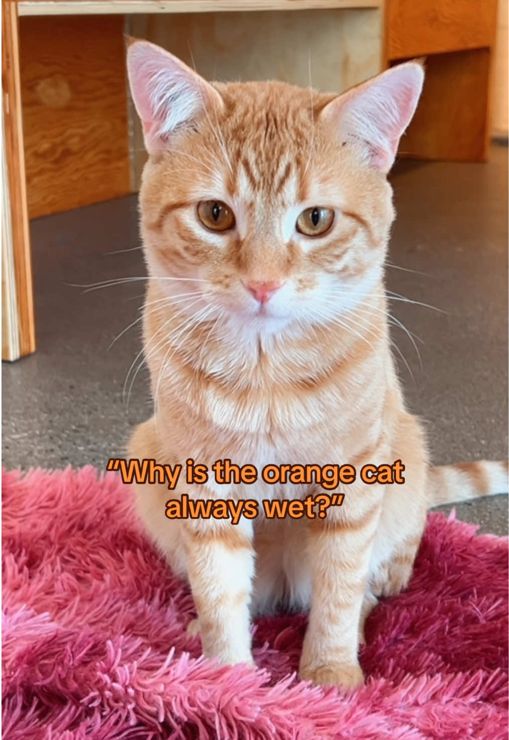 @Catfe