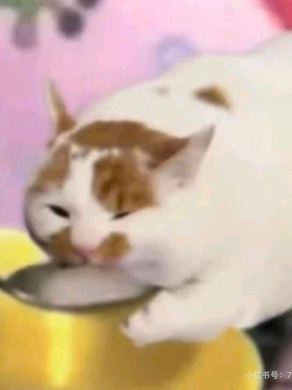 @⋆𝓥𝓮𝓻𝓲𝓽𝓸 ⋆